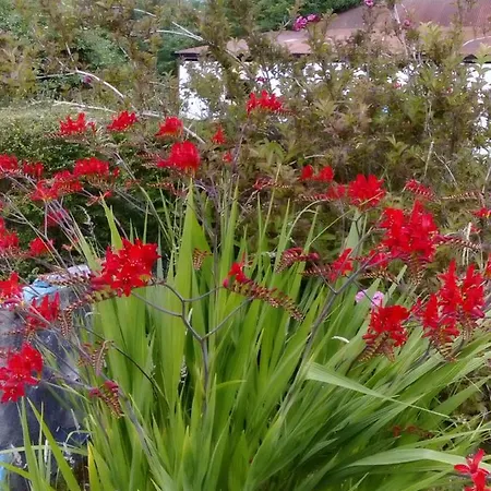 Lily's